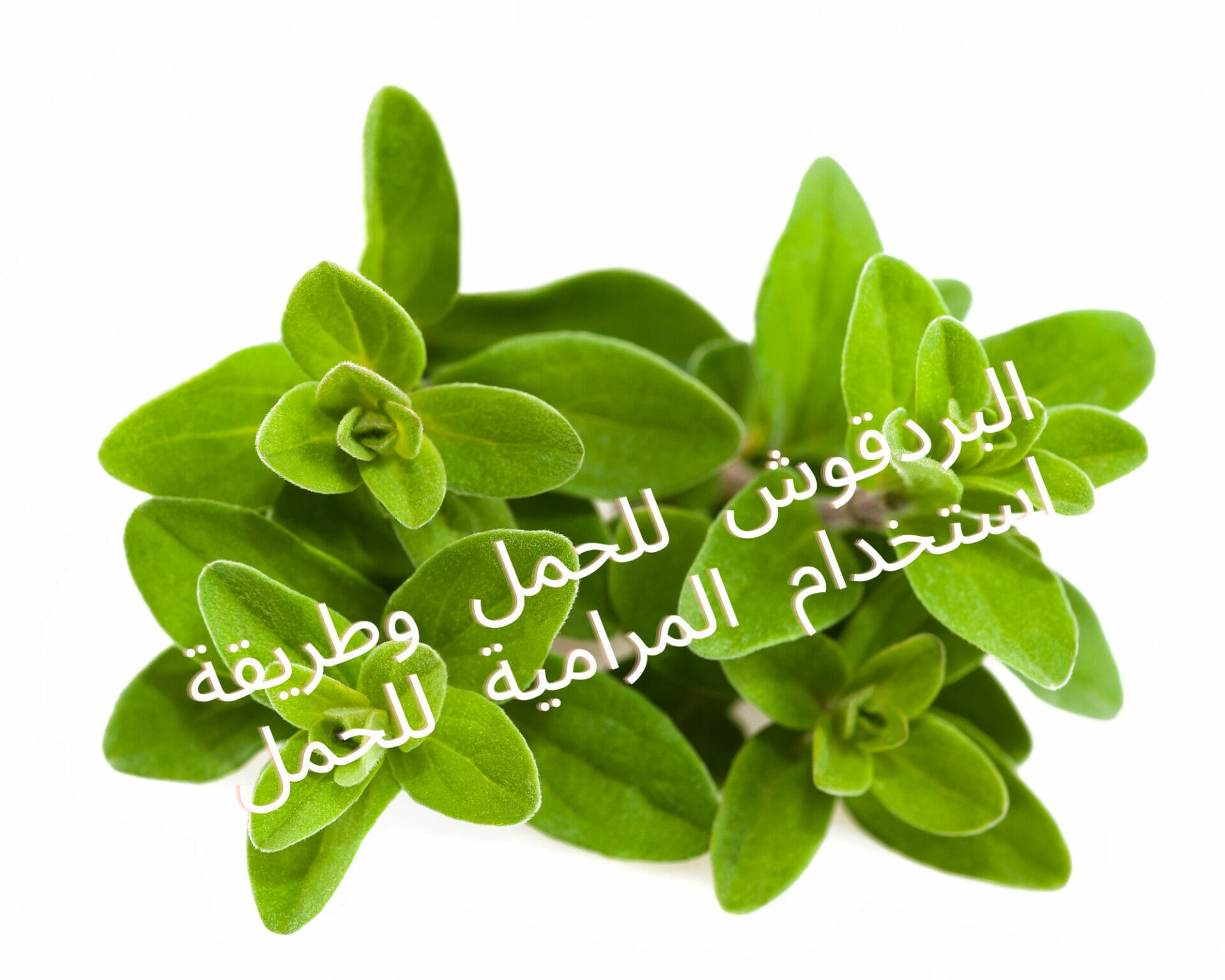 البردقوش للتكيس